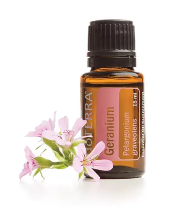 GERANIUM / MUȘCATA – TRANDAFIR PELARGONIUM GRAVEOLENS