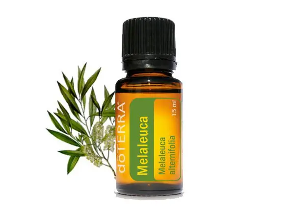 Ulei esențial de Melaleuca (Tea Tree)