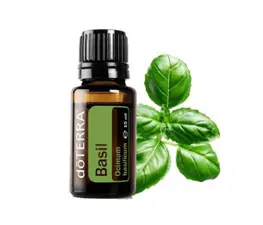 Uleiul esențial de BUSUIOC (OCIMUM BASILICUM)