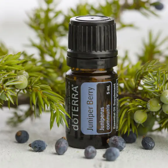 Uleiul esențial de IENUPĂR – Juniper Berry – JUNIPERUS COMUNIS