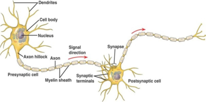 Creierul holonomic - Bohm si Pribram